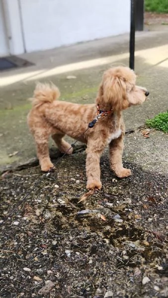 Maltipoo  bellissimi cuccioli in vendita | Foto 0