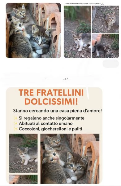 Regalasi gattini 