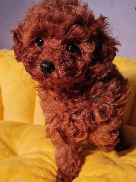 2  Barboncino Toy cuccioli maschio e femmina | Foto 0