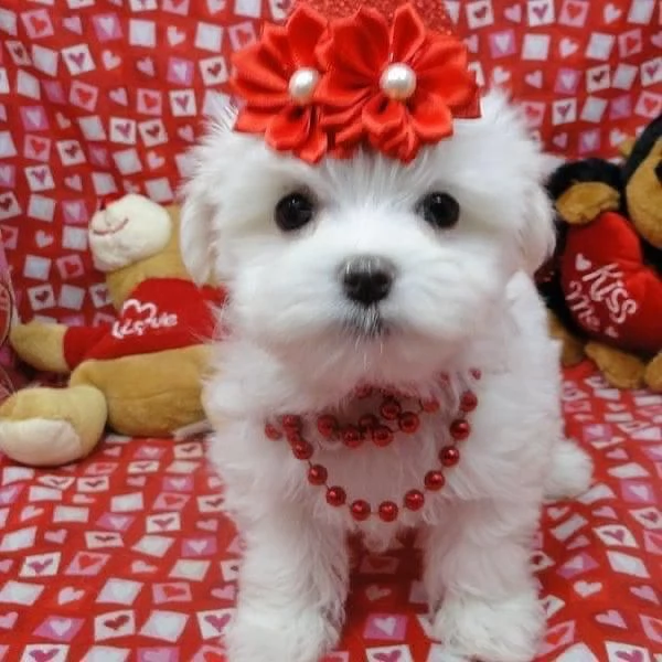 2 Maltese Toy cuccioli maschio e femmina | Foto 0