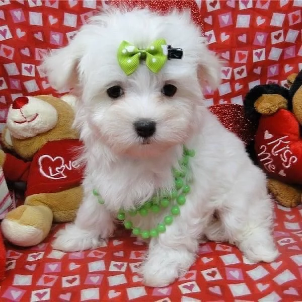 2 Maltese Toy cuccioli maschio e femmina