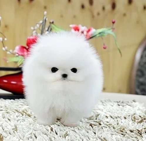 3 Pomeranian Toy cuccioli maschio e femmina
