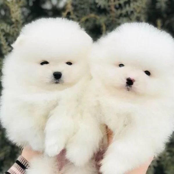 3 Pomeranian Toy cuccioli maschio e femmina | Foto 0