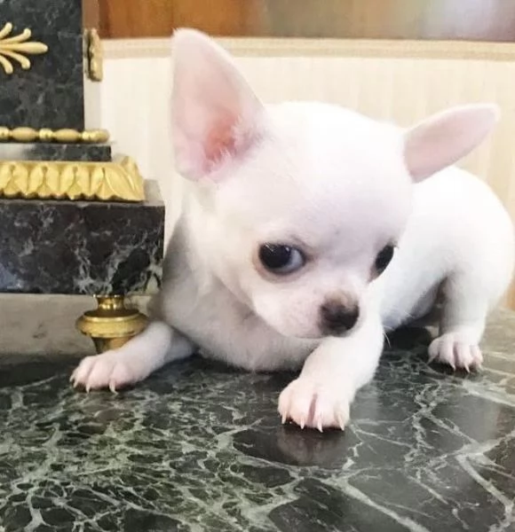 4 Chihuahua Toy cuccioli maschio e femmina | Foto 0
