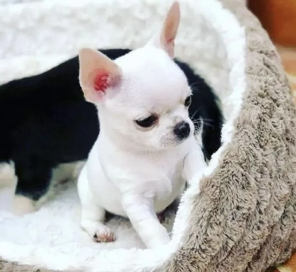 4 Chihuahua Toy cuccioli maschio e femmina