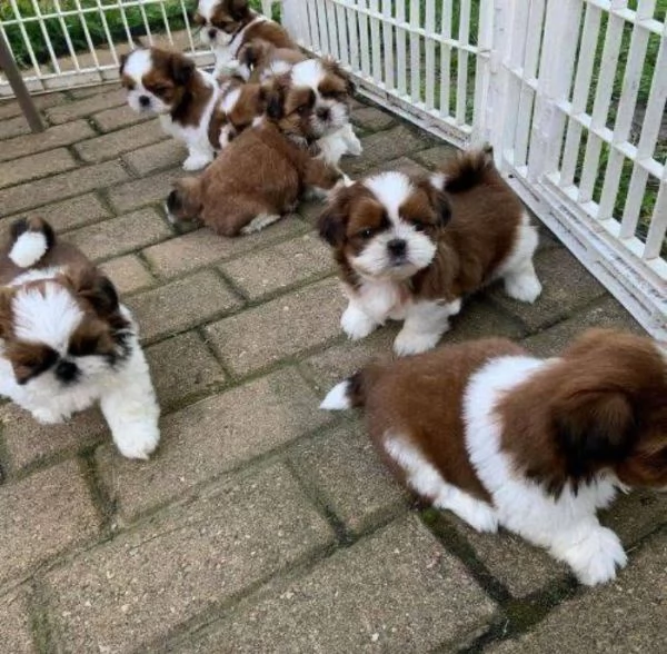 5 ShihTzu Mini Toy cuccioli maschio e femmina | Foto 0