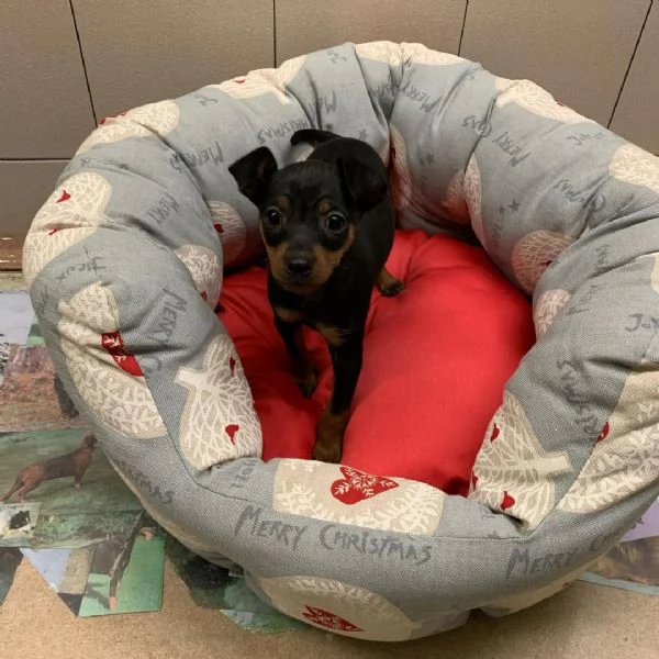 6 Pinscher Mini cuccioli maschio e femmina