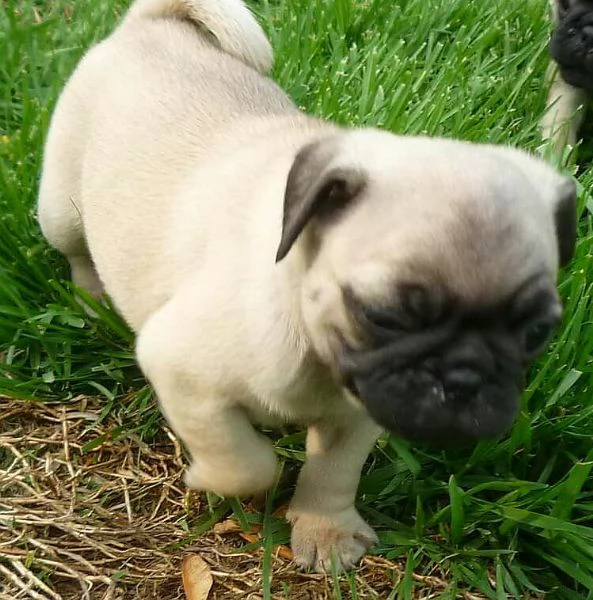 8 Carlino Pug cuccioli maschio e femmina | Foto 1