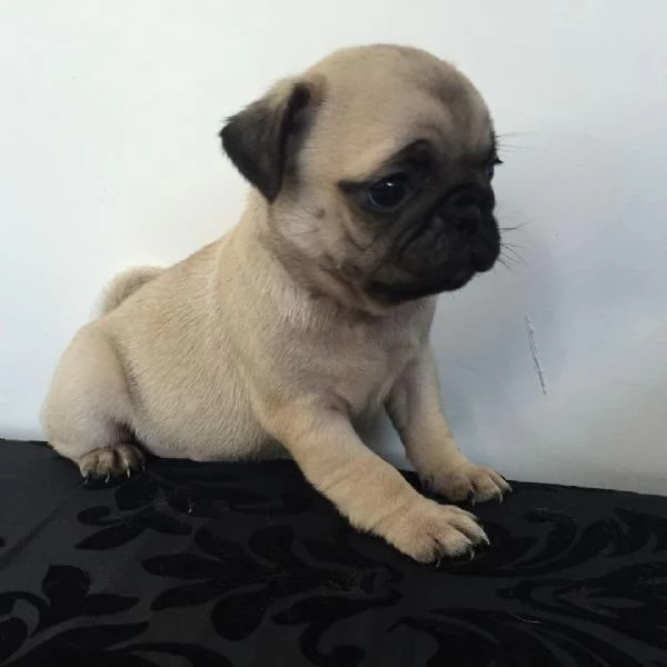 8 Carlino Pug cuccioli maschio e femmina | Foto 0