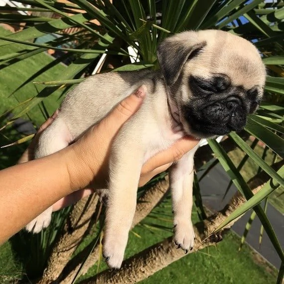 8 Carlino Pug cuccioli maschio e femmina