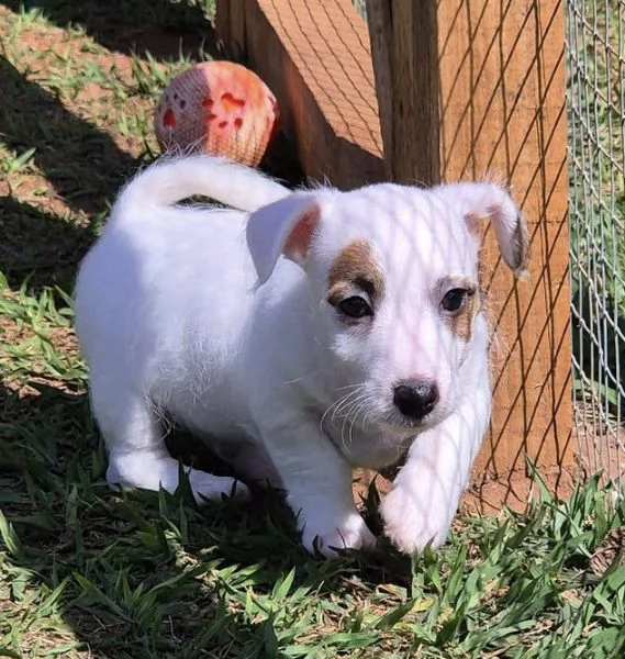 Jack Russell cuccioli maschio e femmina