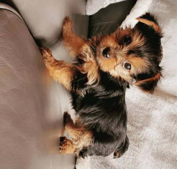 Yorkshire Terrier cuccioli maschio e femmina | Foto 0