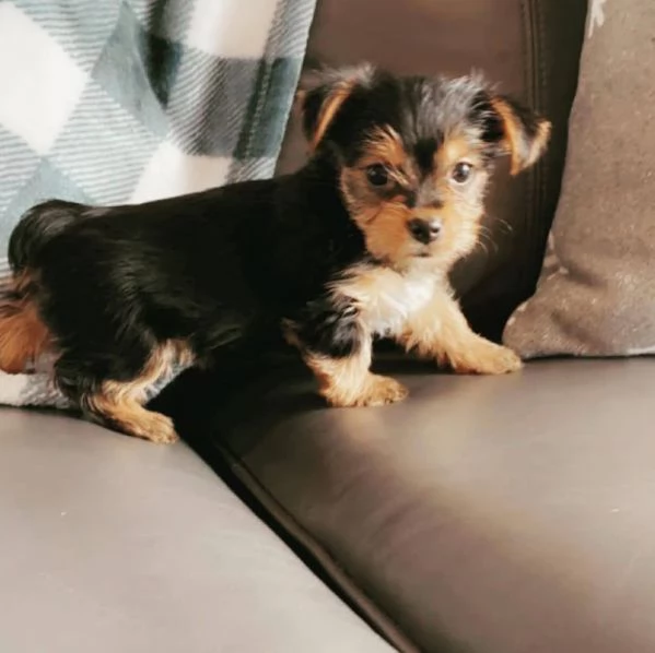 Yorkshire Terrier cuccioli maschio e femmina