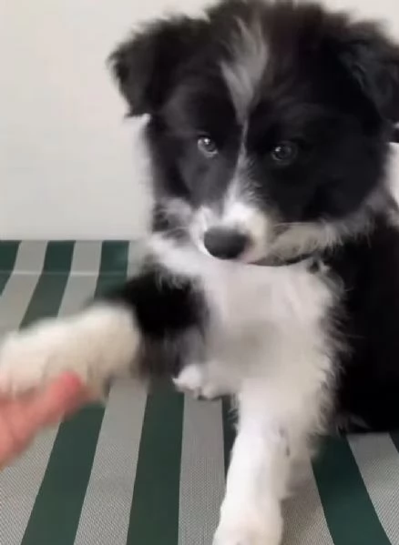 Border Collie cuccioli maschio e femmina | Foto 0