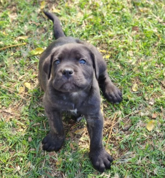 Cane Corso cuccioli maschio e femmina | Foto 0