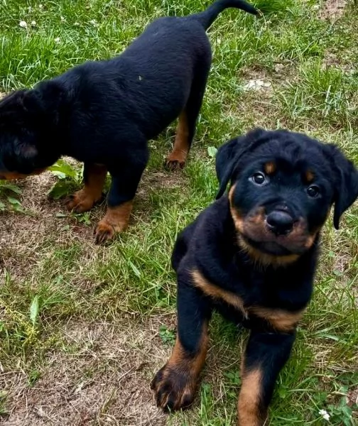 Rottweiler cuccioli maschio e femmina | Foto 0