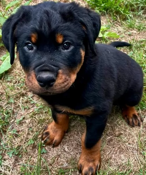 Rottweiler cuccioli maschio e femmina