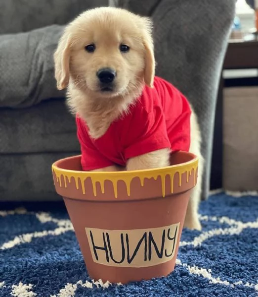 19 Golden Retriever cuccioli maschio e femmina | Foto 0