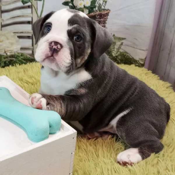 Bulldog Inglese cuccioli maschio e femmina
