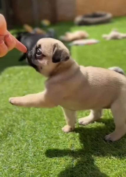  Carlino Pug cuccioli maschio e femmina