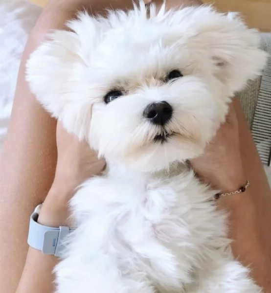 Regalo Maltese Toy cuccioli maschio e femmina | Foto 1