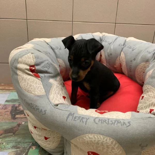  Pinscher Mini cuccioli maschio e femmina | Foto 0