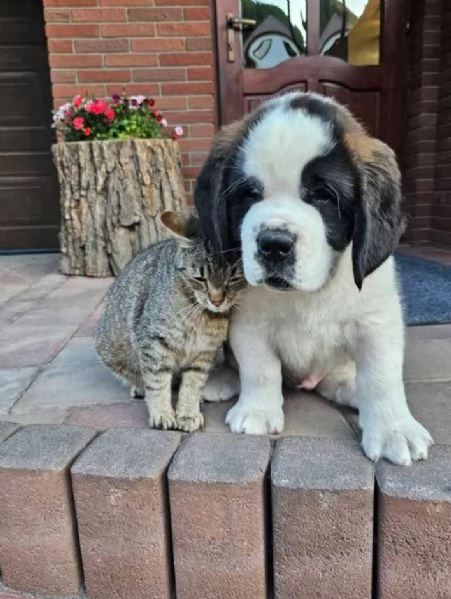 Regalo San Bernardo cuccioli maschio e femmina