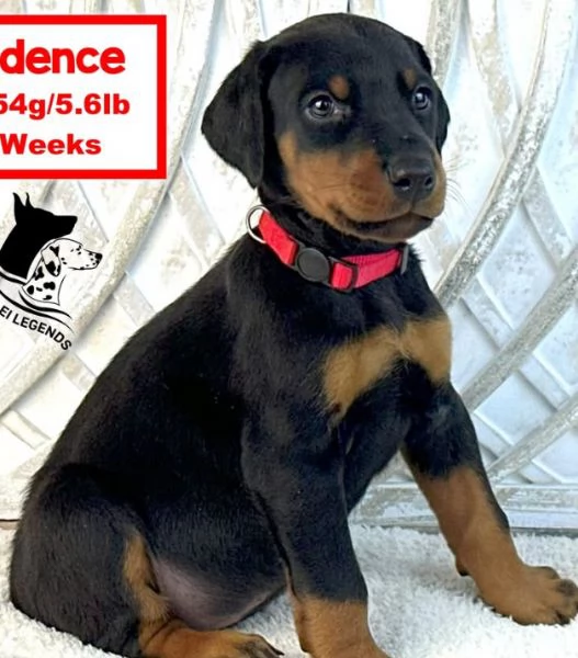 Regalo Dobermann cuccioli maschio e femmina | Foto 0