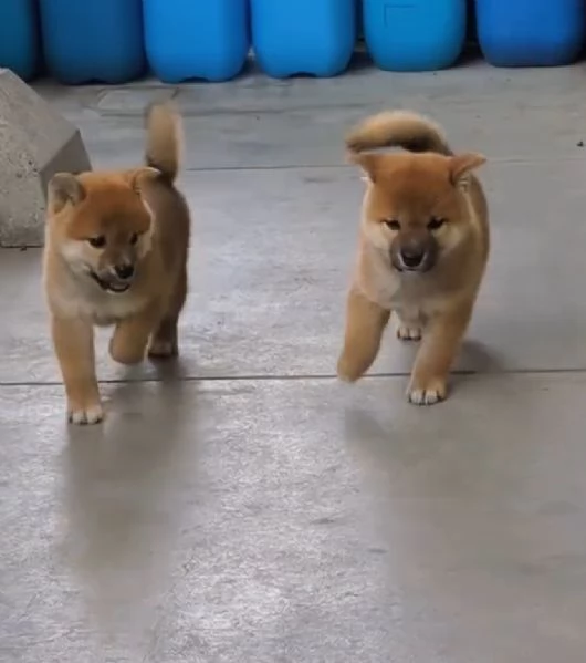 Regalo Shiba Inu cuccioli maschio e femmina