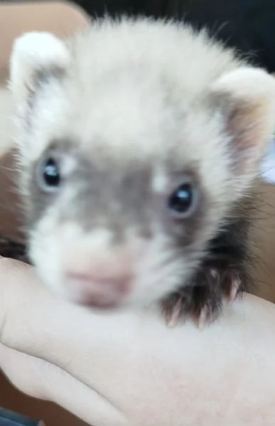 furetto
