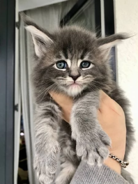 Adorabili gatti del Mainecoon