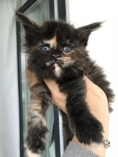 Gatti Mainecoon sani