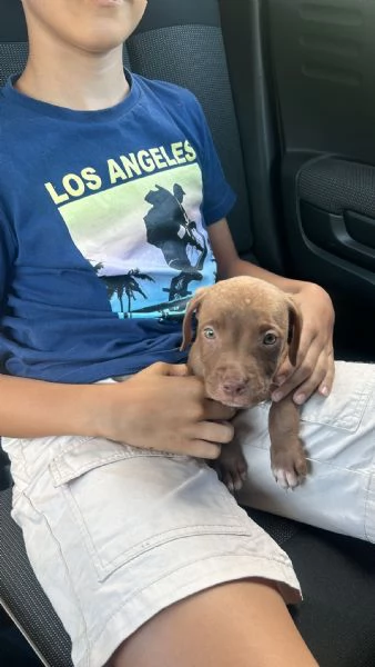 Vendita di pitbull