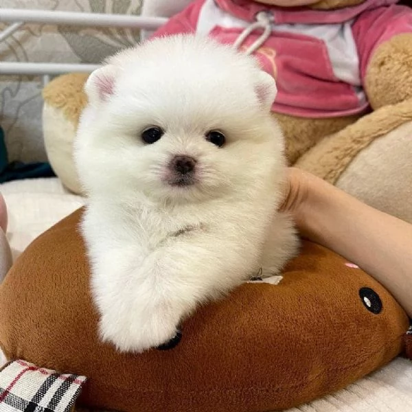 Pomeranian puppy for adoption 