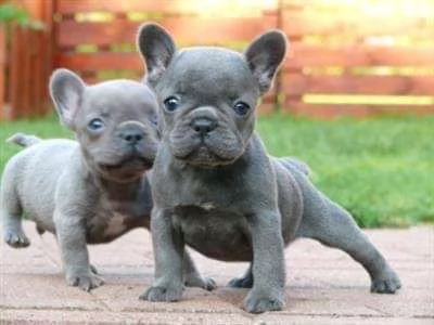 France bulldogs for adoption 