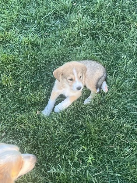 Incroci di Alaskan malamute  | Foto 4