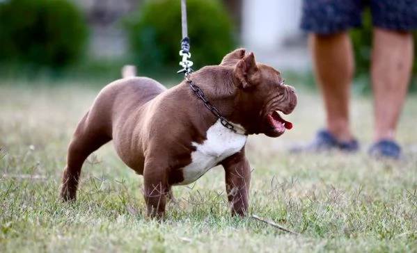 Microbully  cuccioli in vendita | Foto 4