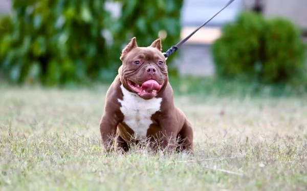 Microbully  cuccioli in vendita | Foto 3