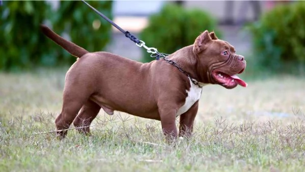 Microbully  cuccioli in vendita