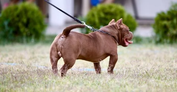 Microbully  cuccioli in vendita | Foto 2
