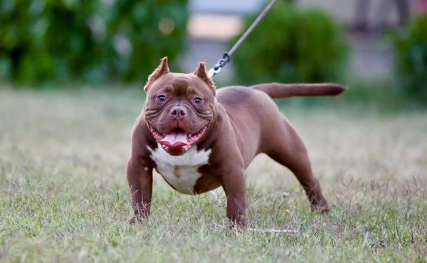 Microbully  cuccioli in vendita | Foto 1