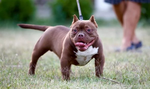 Microbully  cuccioli in vendita | Foto 0