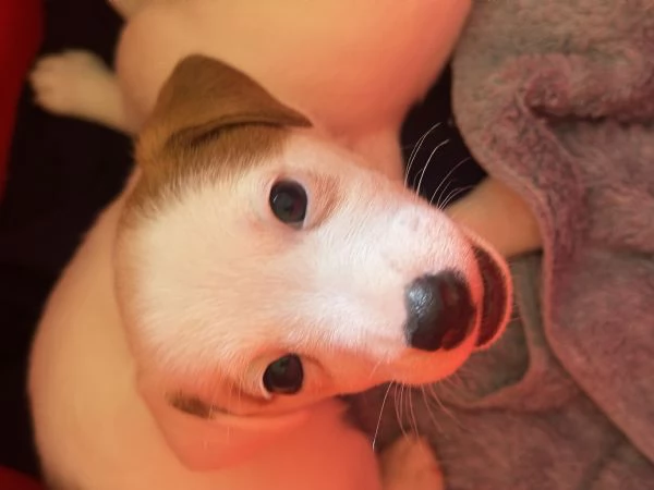 Vendita Jack Russell Terrier con pedigree | Foto 5