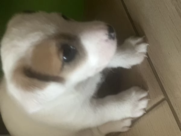 Vendita Jack Russell Terrier con pedigree | Foto 3