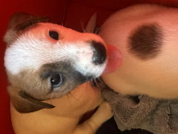 Vendita Jack Russell Terrier con pedigree | Foto 2