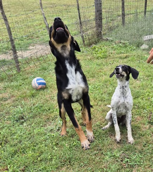 Tenere cucciolotte cercano casa | Foto 4