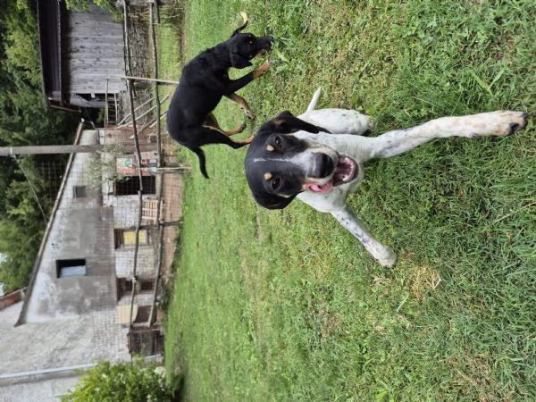 Tenere cucciolotte cercano casa | Foto 3