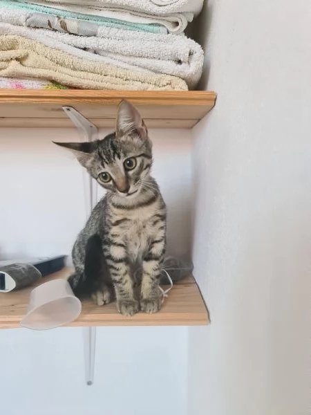 Gattino tigrato 