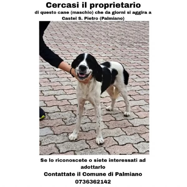 Adozione Gratuita