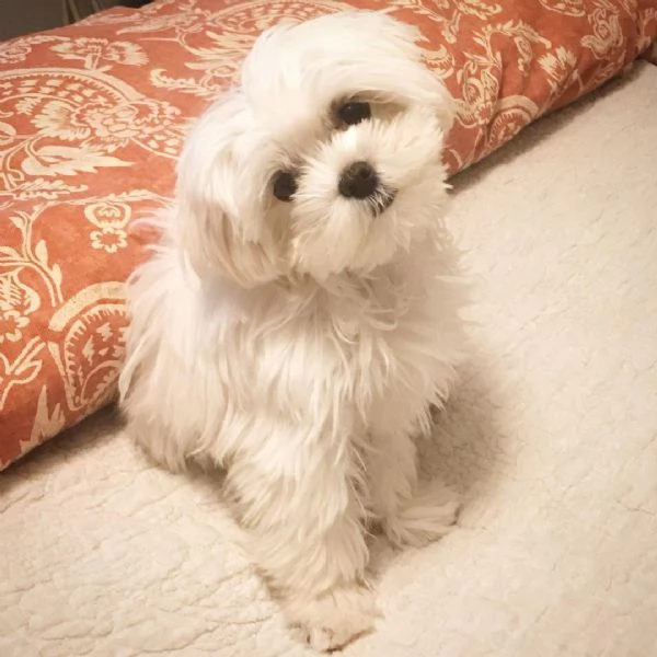Cuccioletto di maltese mini toy